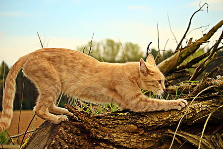 orange tabby cat on brown log under blue sky during daytime thumbnail