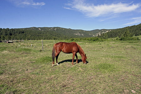 brown horse eating grass thumbnail