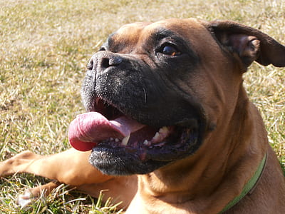 adult fawn boxer lying on grass field thumbnail