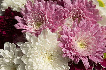 pink and white petaled flowers thumbnail