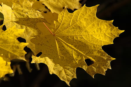 dried maple leaves thumbnail