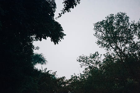 green leaf tree during day thumbnail