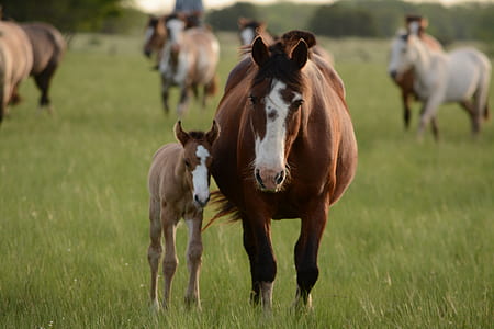 brown horses on green grass thumbnail