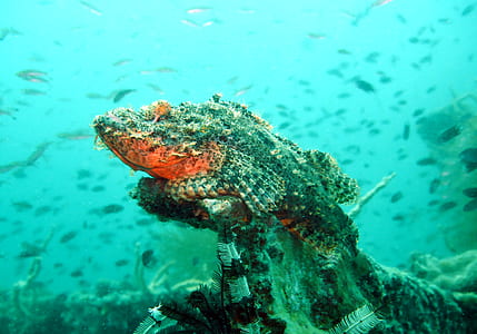 underwater photography of black fish thumbnail