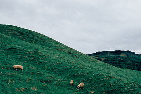 three sheeps on green grass valley under white sky thumbnail
