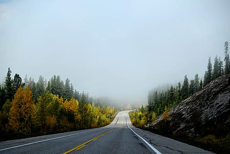 road near trees covered by fog thumbnail