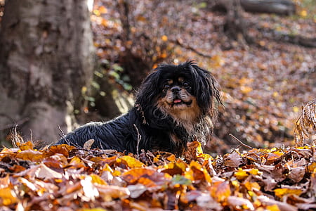adult black Pekingese outdoor at daytime thumbnail