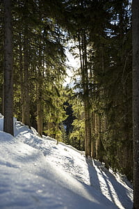 photography of snow in forest thumbnail