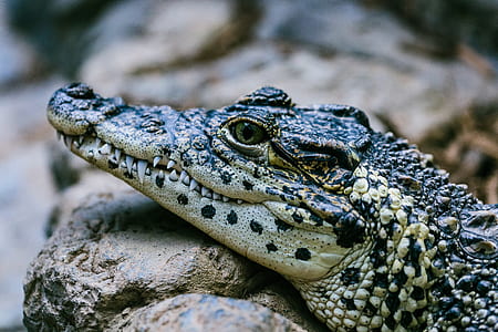 closeup view of alligator thumbnail