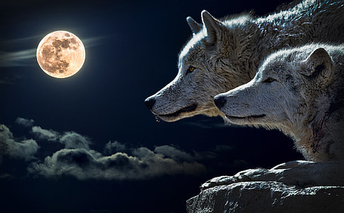Two Wolves on a night with a full moon thumbnail