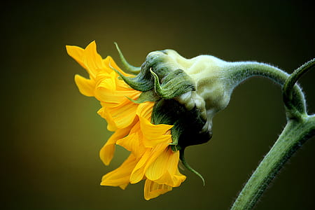 macro photo of sunflower during daytime thumbnail