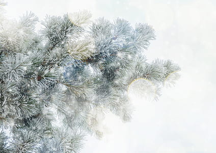 Christmas tree with string lights thumbnail