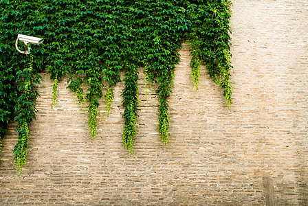 person taking photo of green plants thumbnail