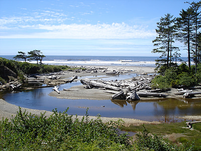 body of water and green tress during daytime thumbnail