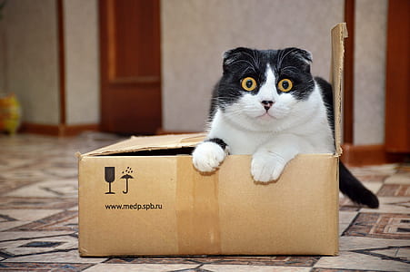 cat reclining on brown cardboard box thumbnail