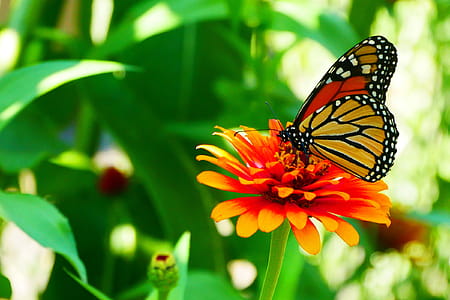 Picture of monacrh butterfly resting on a zinnia flower. thumbnail