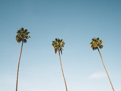 low angle view of three palm trees thumbnail