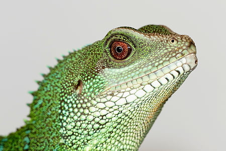 green and black lizard thumbnail