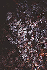 Frosty, ferns, frost, fern thumbnail
