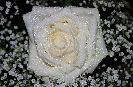 water dew on white rose thumbnail