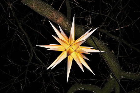 yellow and white lantern hanging on tree branch thumbnail