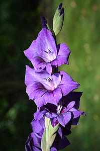 selective focus photography of purple gladiolus flowers thumbnail