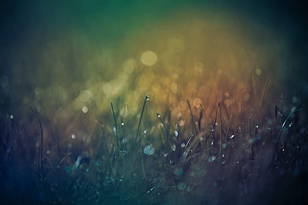 green grass bokeh photography thumbnail