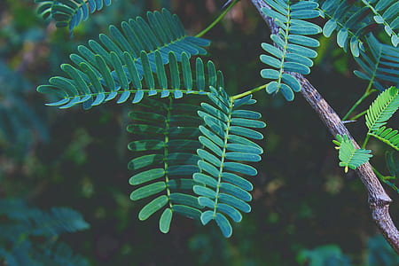 Selective Focus Photography of Green Fern Plant thumbnail