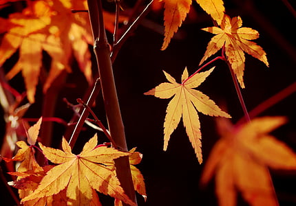 maple leaf thumbnail