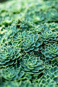 green succulent plant during daytime thumbnail