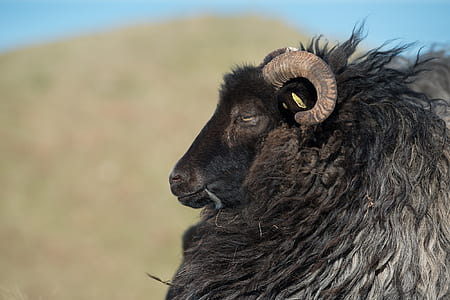 animal, blur, sheep, focus thumbnail
