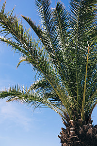 Green palm tree thumbnail
