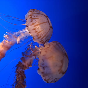 two jellyfishes swimming underwater thumbnail