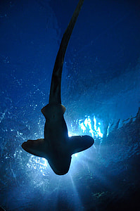 Looking at a shark from underneath  thumbnail