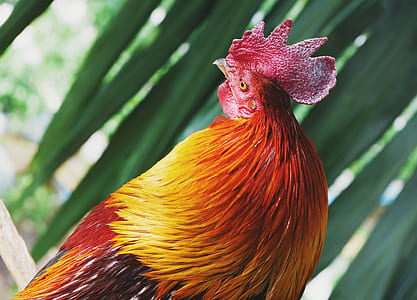 brown rooster thumbnail