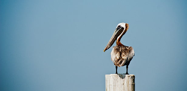 white and gray pelican on wood thumbnail