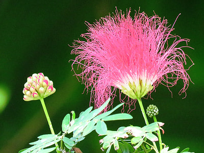 closeup photo of pink Persian Silk flower thumbnail