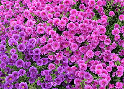 pink asters blooming at daytime thumbnail