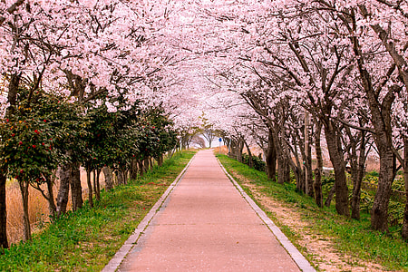 concrete pathway surrounded with cherry blossoms thumbnail