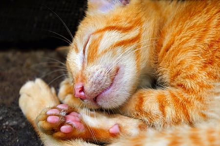 photo of orange sleeping tabby cat thumbnail