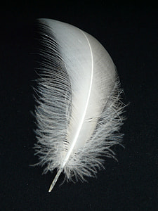 white feather on black textile thumbnail