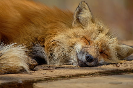 brown fox lying on brown surface thumbnail