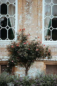 red and pink roses at daytime thumbnail