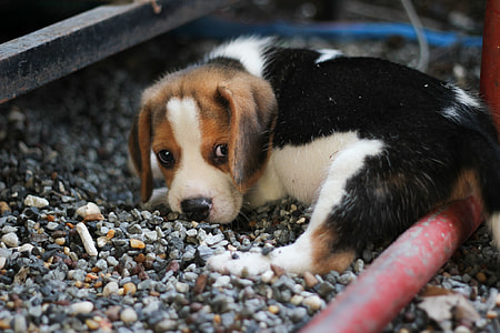 tricolor beagle puppy lying on gravel thumbnail
