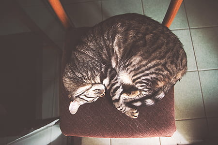 cat laying down on chair thumbnail