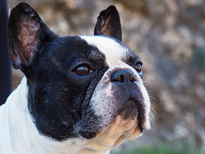 close-up photography of white and black dog thumbnail