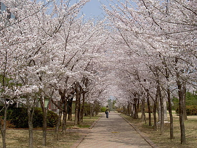 person walks at the park lined with blossoming cherry blossom trees thumbnail