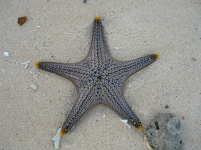 starfish on gray soil thumbnail