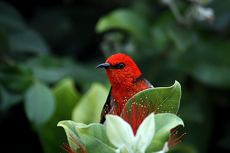red bird on green leaf plant thumbnail