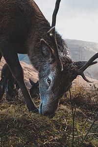 gray black deer eating grass during daytime thumbnail